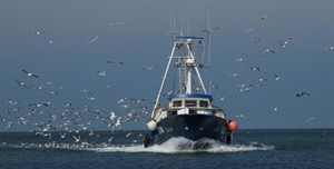 DDL sanzioni pesca in Senato, Fedagripesca: “Riequilibrio...