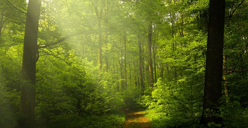 CCNL lavoratori Forestali, raggiunta l’intesa