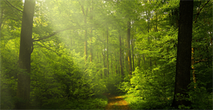 CCNL lavoratori Forestali, raggiunta l’intesa