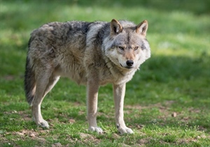 Lupi, Fedagripesca Toscana: “Per le imprese agricole situazione ormai al collasso”