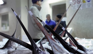 Pesce spada: al via la sperimentazione ‘trapline’,...