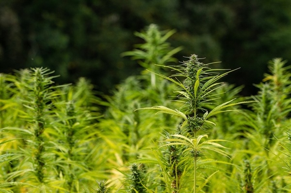 Agrinsieme: canapa, innalzare limite UE di THC allo 0,3% per tenere il passo con i competitor... 