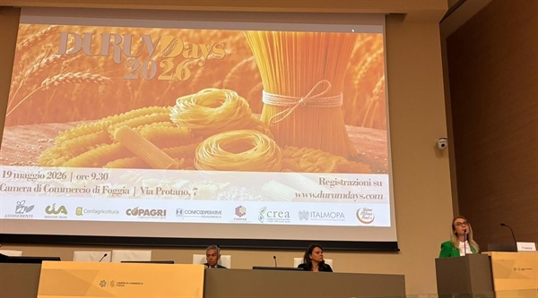Grano duro, nel 2026 produzione nazionale si attesta su 3,8 mln di tonnellate (+5%). surplus... 