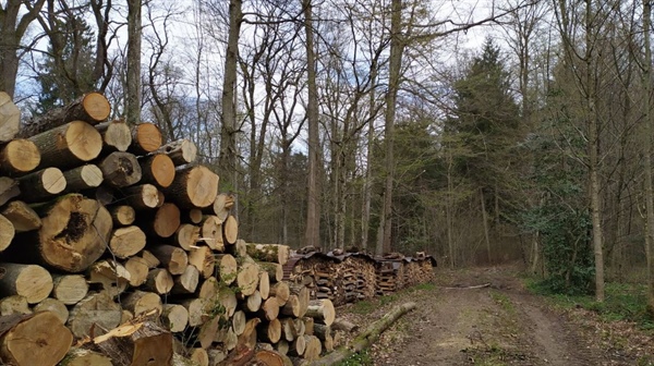 UE, SODDISFAZIONE PER IL RINVIO DI UN ANNO DEL REGOLAMENTO DEFORESTAZIONE 